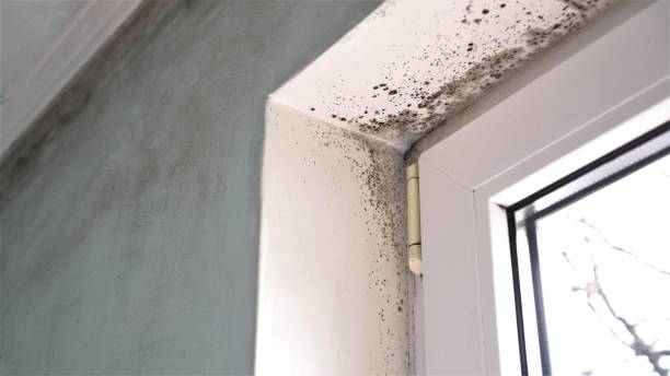 Best Kitchen Mold Remediation in Norton, KS