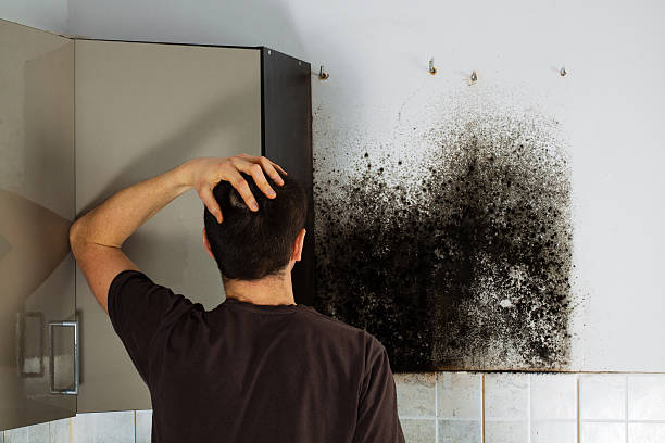 Best Health and Safety Mold Remediation in Norton, KS
